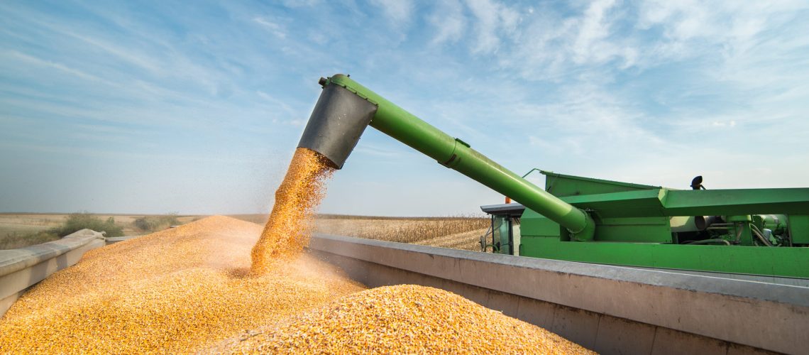 Pouring,Corn,Grain,Into,Tractor,Trailer,After,Harvest