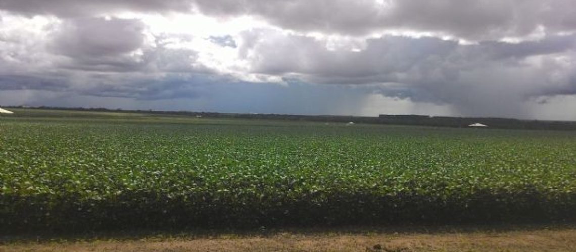 soja-chuva-foto-viviane-petroli-agro-olhar