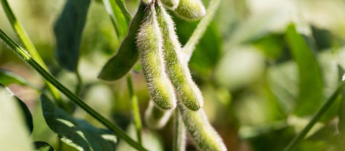 Soybeans in the pod - Brazil