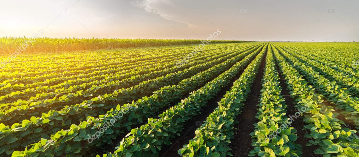 Agricultural soy plantation on sunny day - Green growing soybeans plant against sunlight