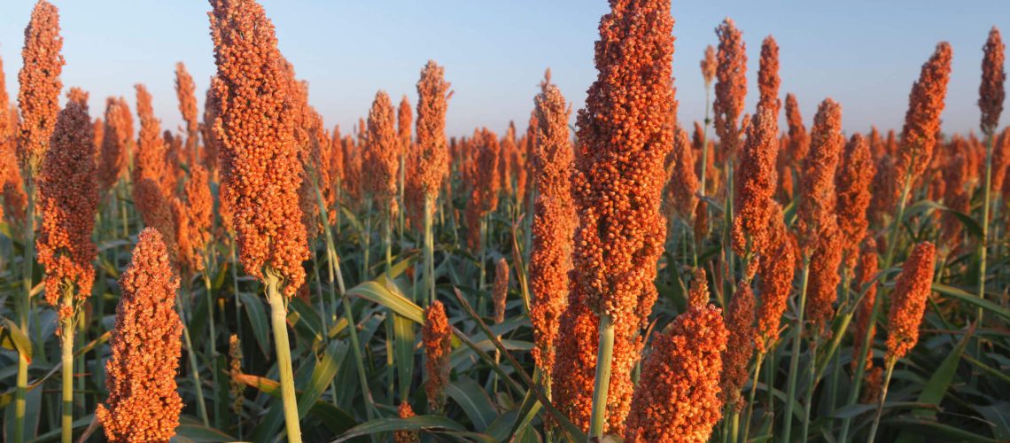 sorgo-1-1