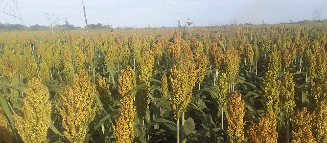 sorgo