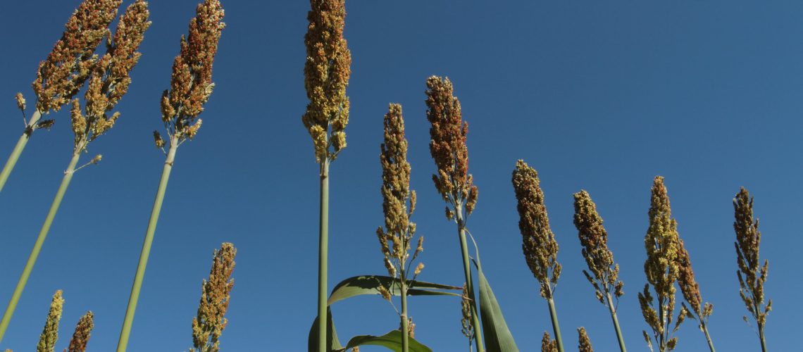 sorgo_wenderson_araujo_cna