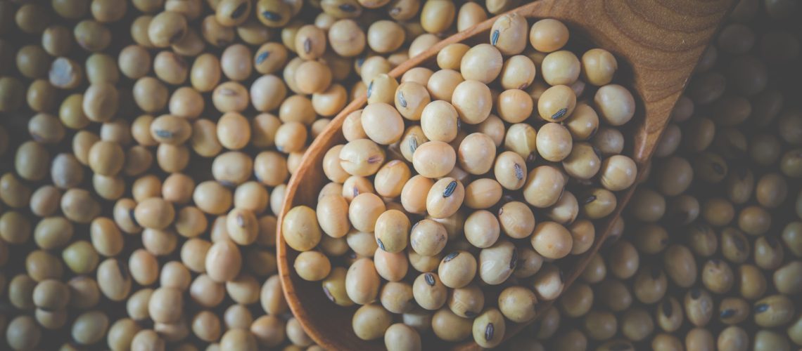Soy Beans