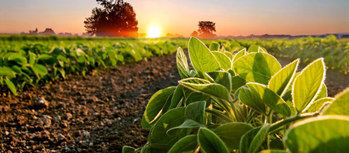 Soybean field and soy plants in early morning. Soy agriculture