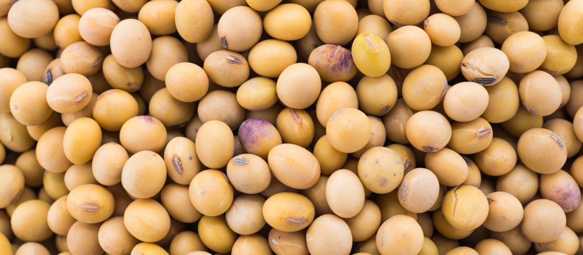 Soybean isolated on white background