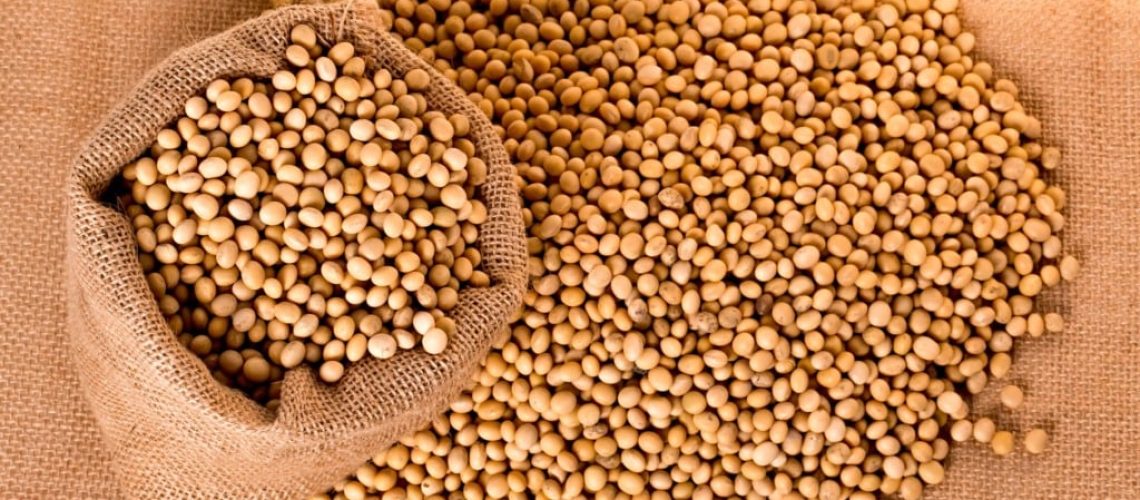 soybeans-2039638_1920-1024x683