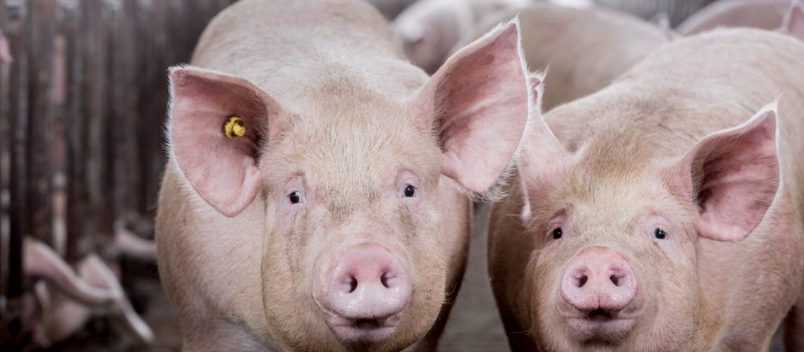 suínos-terminação