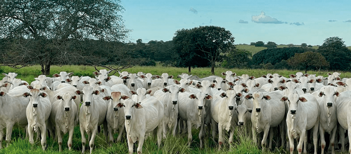 thumbnail_novilhas_1200X628