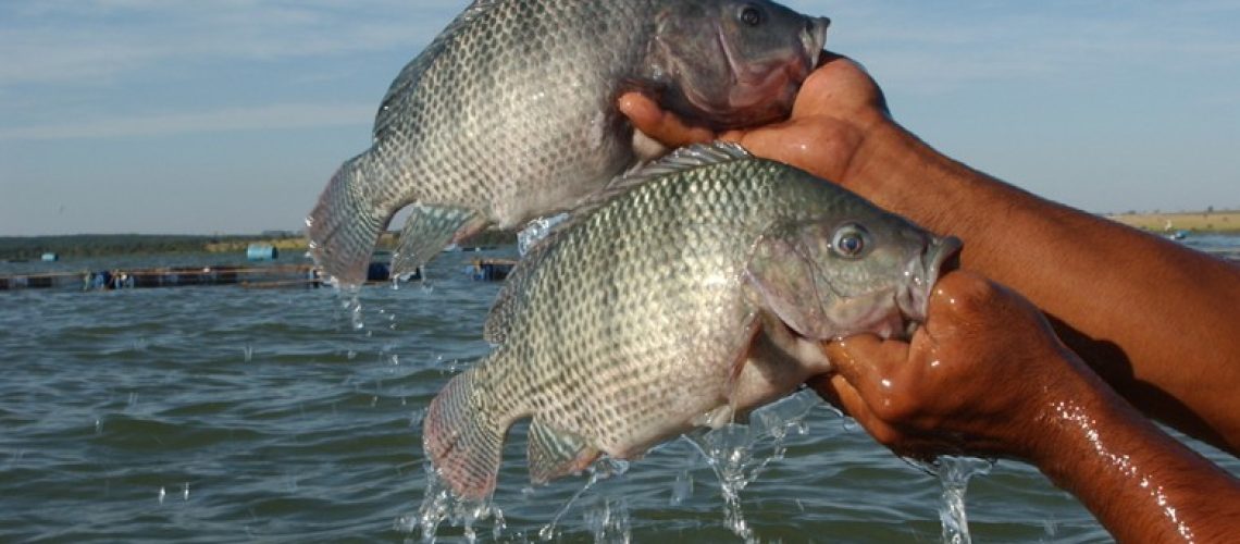 tilapia