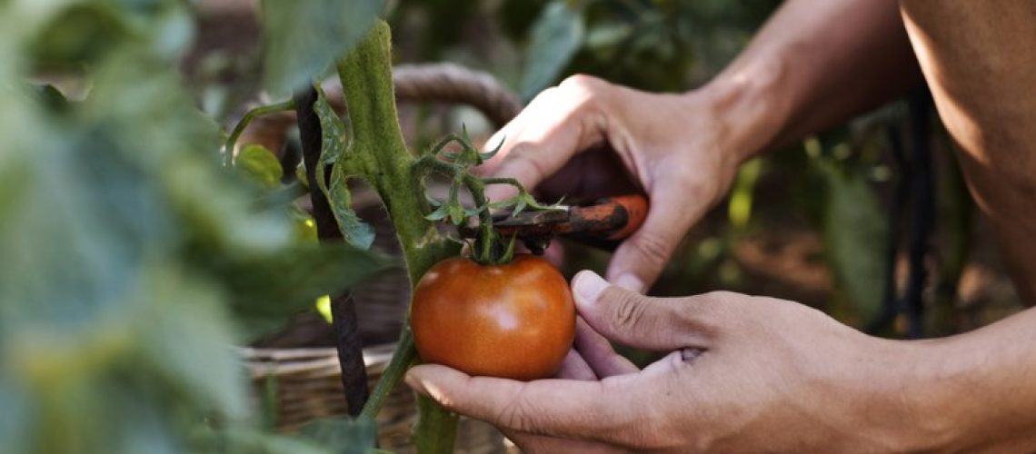 tomates