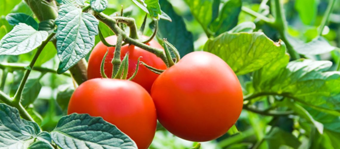 tomates