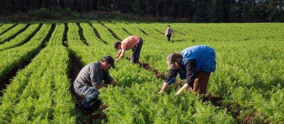 trabalhadores rurais