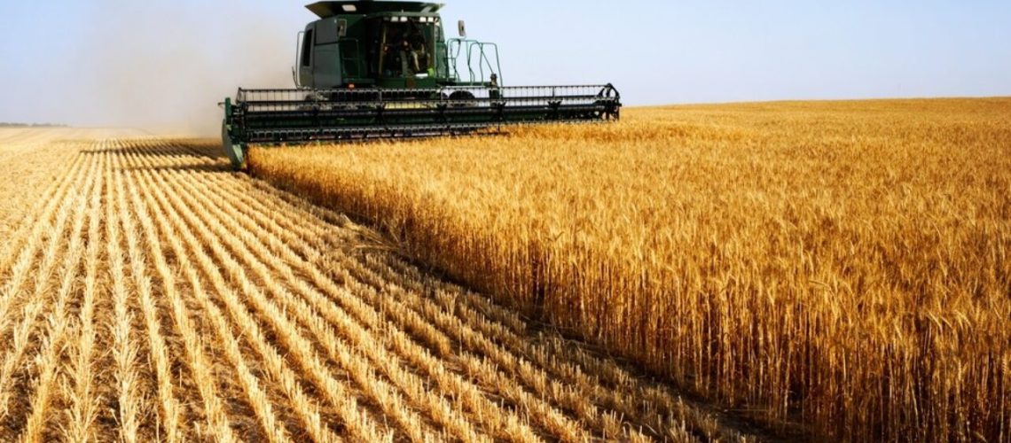 trigo-colheita-1280x720