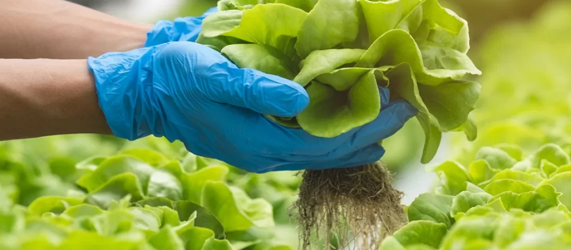 universo-agxy-hortalicas-herbaceas-1024x1024