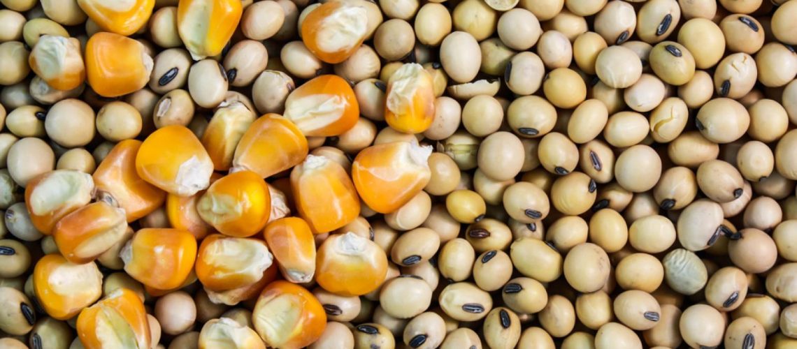 usda-informa-mais-vendas-de-soja-e-milho-para-mexico-e-destinos-nao-revelados-1603992178