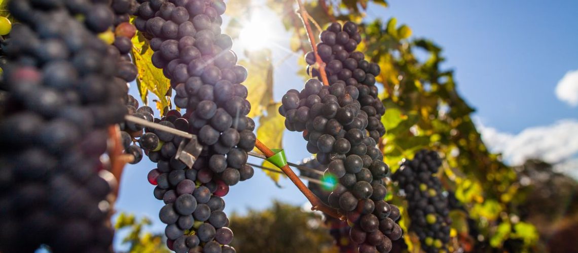 PAD DF, Plantação de Uva Syrah, Vinho, Vinhedo  Parreira, Uva