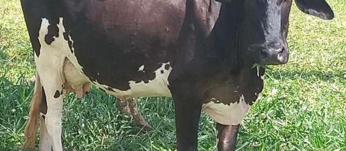 vaca prenha