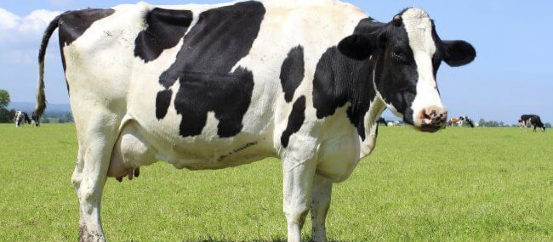 vaca