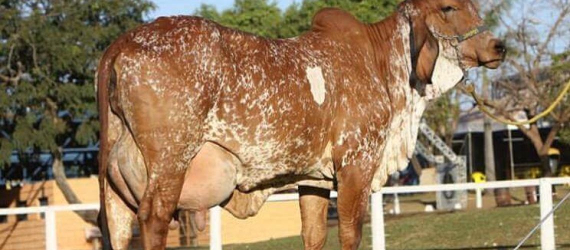 vaca