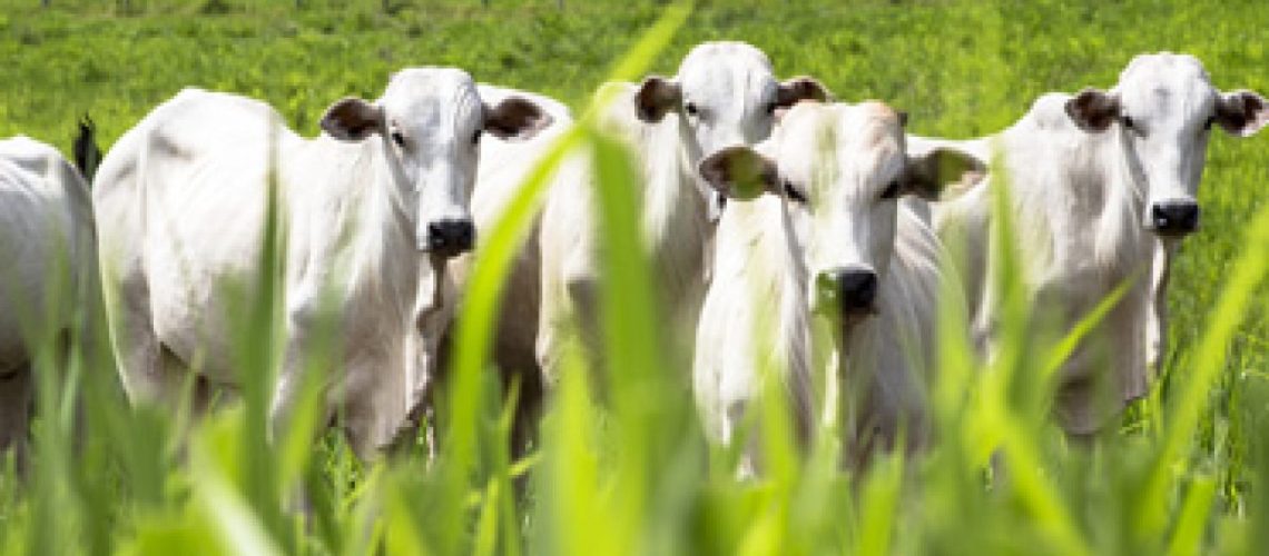 vaca
