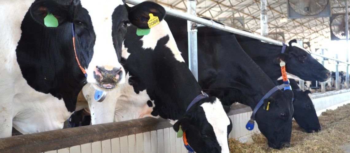 vacas (1)