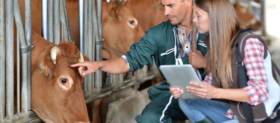 veterinario