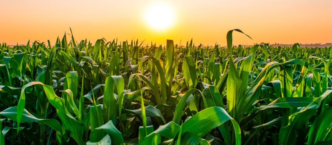 website_web_image_20230425_1682440897793_web