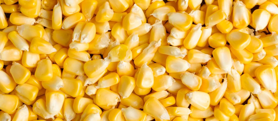 Yellow corns background.